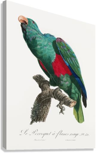 Eclectus parrot  Canvas Print
