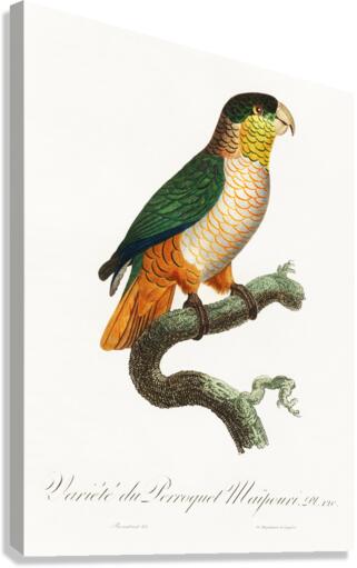 Black-headed caique  Canvas Print