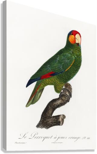 Red-lored parrot  Canvas Print