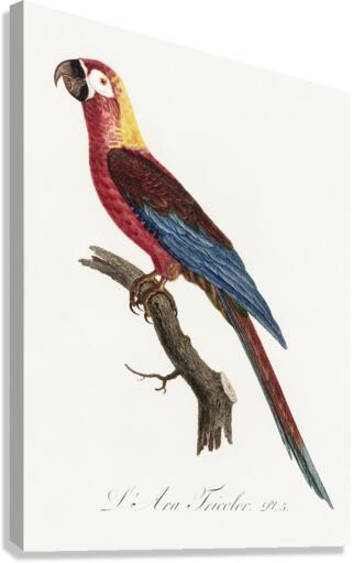 Cuban red macaw  Canvas Print