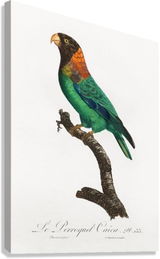 Caica parrot  Canvas Print