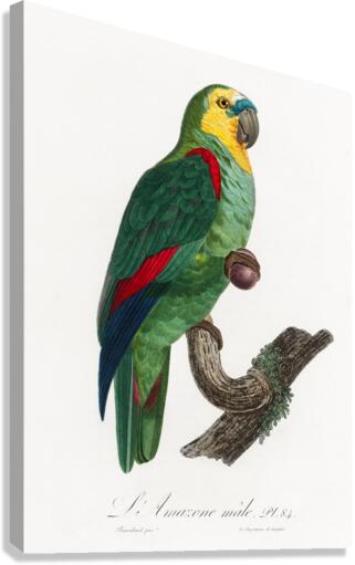 Turquoise-fronted parrot  Canvas Print