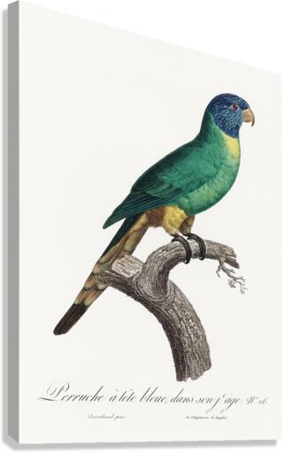 Blue-fronted amazon  Canvas Print