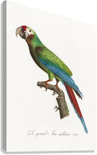 Buffons macaw  Canvas Print