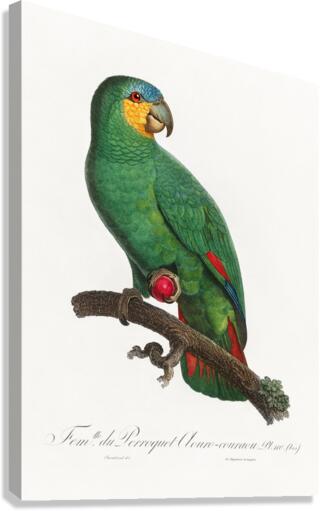 Loro guaro  Impression sur toile