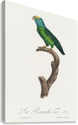 Tui parakeet  Canvas Print