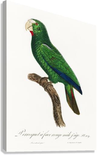 Cuban parrot  Canvas Print