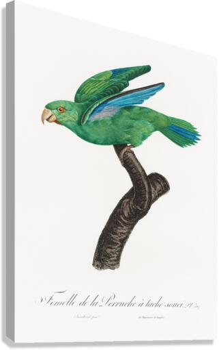 Marigold parakeet Canvas Print