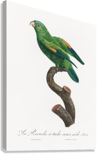 Sumba lorikeet  Canvas Print