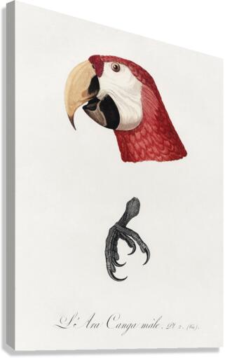Ara macao  Canvas Print
