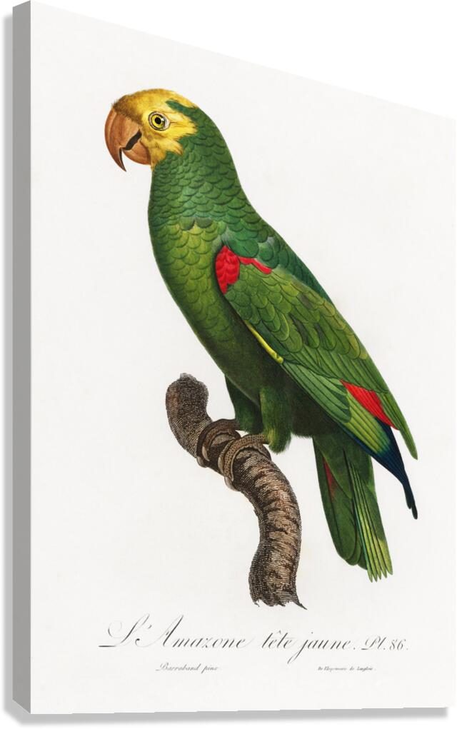 Yellow-crowned amazon  Canvas Print