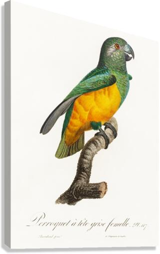 Senegal parrot  Canvas Print