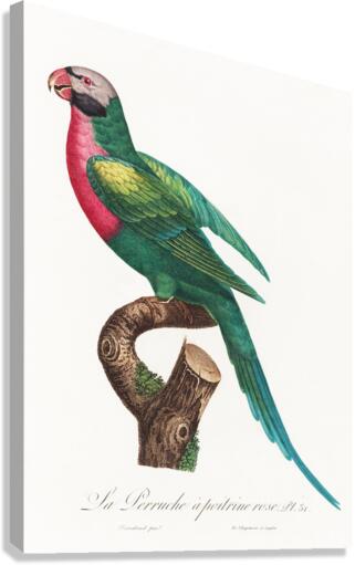 Moustached parakeet  Canvas Print