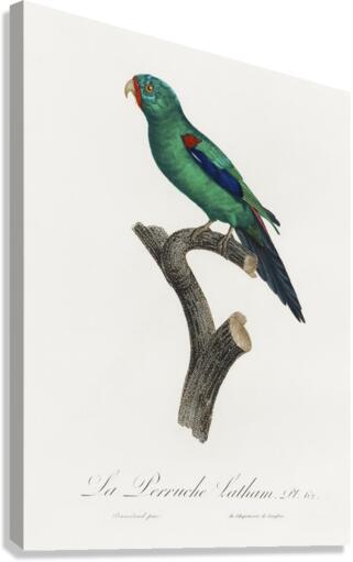 Swift parrot  Canvas Print