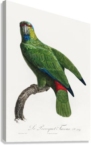 Festive parrot  Canvas Print
