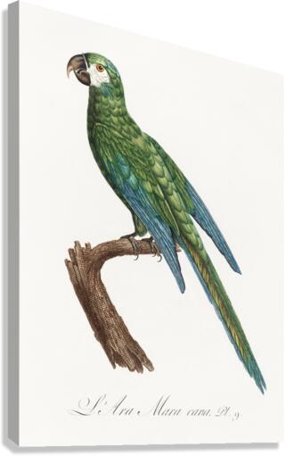 Illigers macaw  Canvas Print