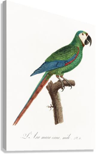 Illigers macaw  Canvas Print