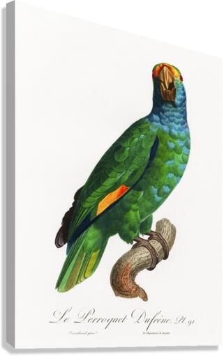 Dufresnes amazon  Canvas Print