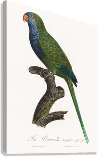 Quaker parrot  Canvas Print