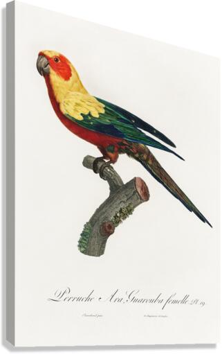 Sun parakeet  Impression sur toile