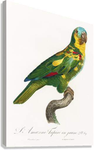 Blue-fronted amazon  Canvas Print