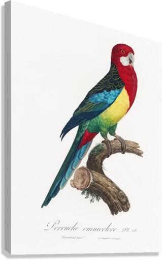 Eastern rosella  Canvas Print