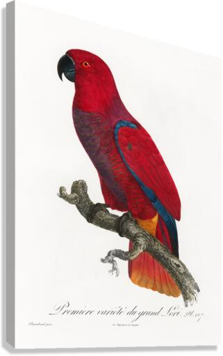 Eclectus parrot  Canvas Print