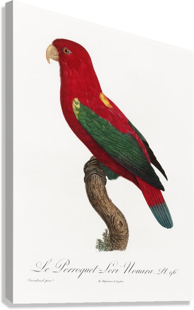 Chattering lory  Canvas Print