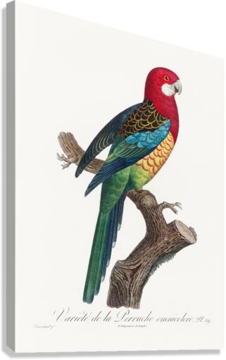 Eastern rosella  Canvas Print
