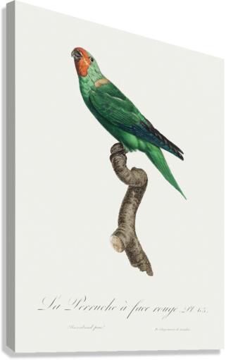 Red-faced parrot  Canvas Print