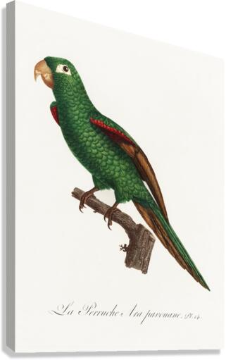 Eclectus parrot  Canvas Print