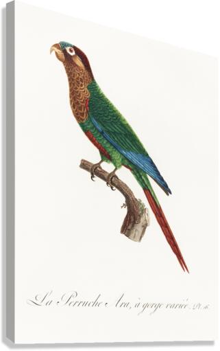 Wave-breasted parakeet  Canvas Print