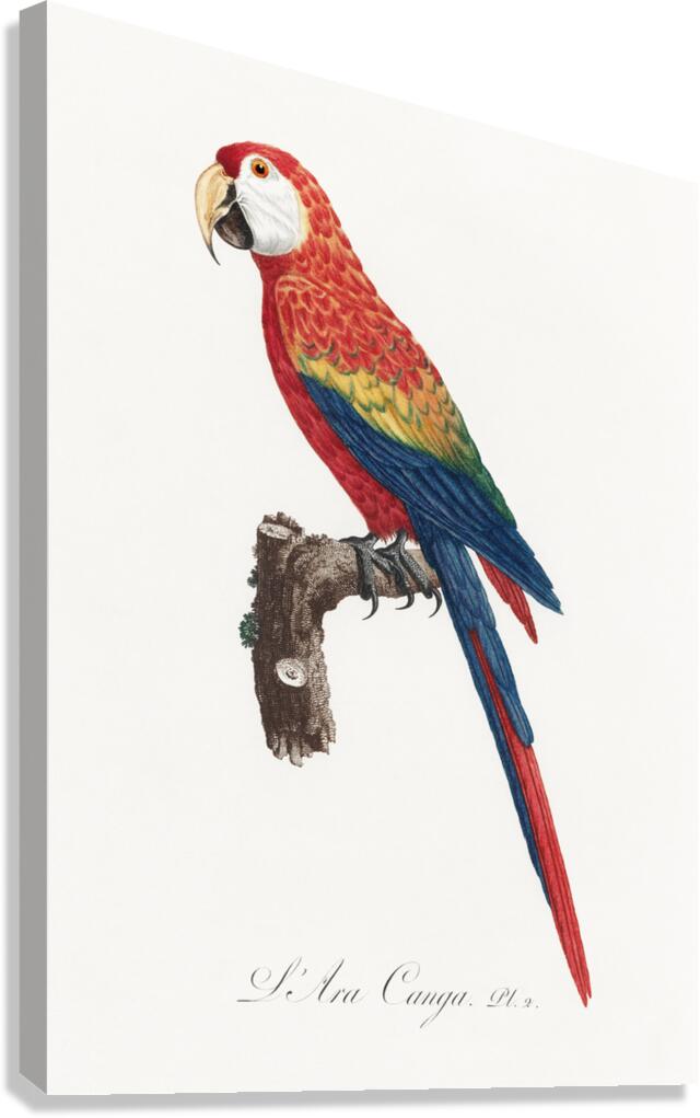 Ara macao  Canvas Print