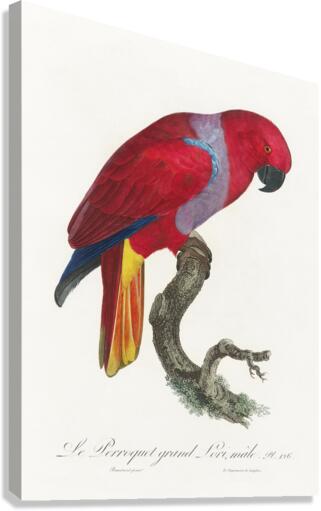 Eclectus parrot  Canvas Print