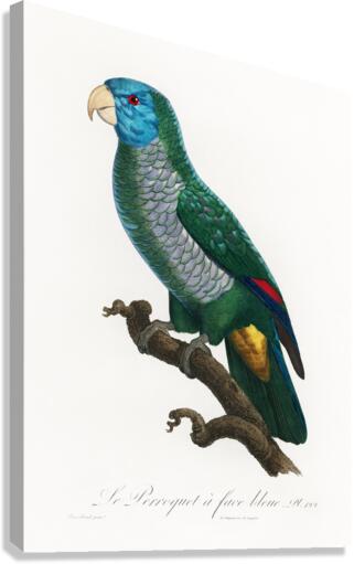 Eclectus parrot  Canvas Print