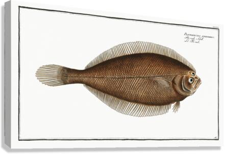 Pleuronectes limandoides Canvas Print
