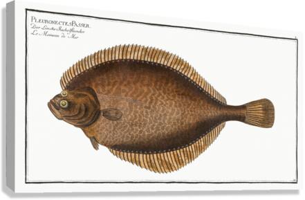 Left-Flounder Pleuronectes Passser Canvas Print