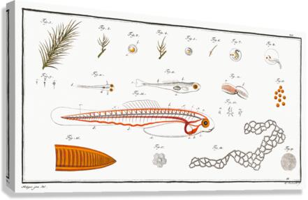 Fish hatching and growing Canvas Print