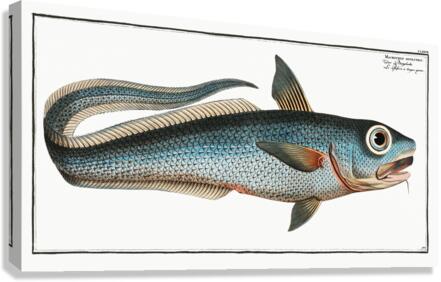 Macrourus rupestris Canvas Print