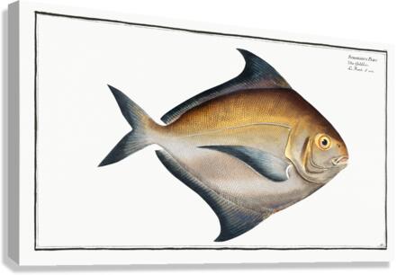 Stromateus Paru Canvas Print