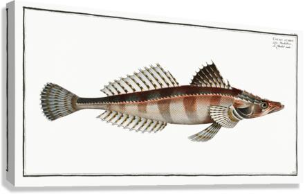 Cottus scaber Canvas Print
