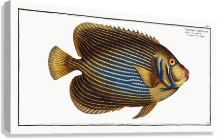 Chaetodon Imperator Canvas Print