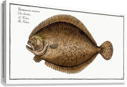 Turbot Pleuronectes maximus Canvas Print