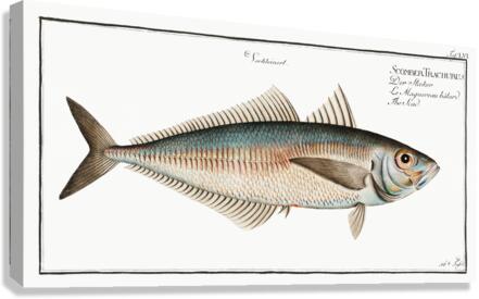Scad Scomber Trachurus Canvas Print