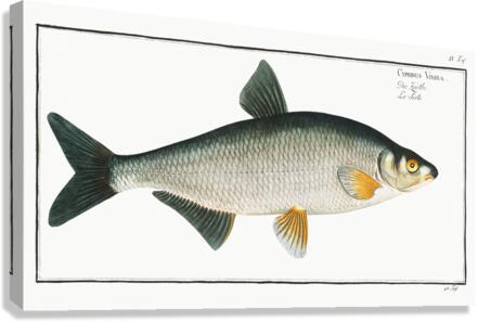 Vimba Cyprinus Vimba Canvas Print