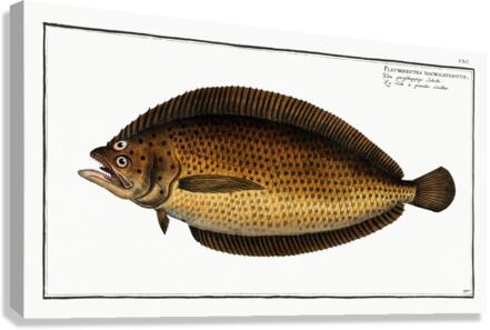 Pleuronectes macrolepidotus Canvas Print