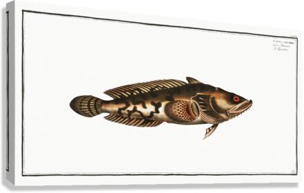 Gottus gruniens Canvas Print