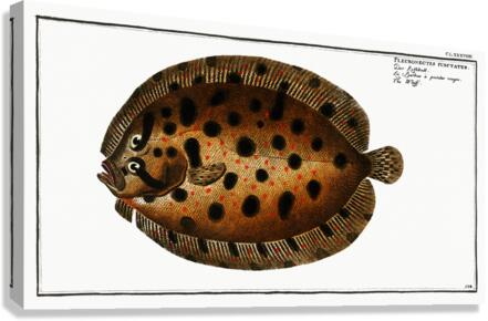 Whiff Pleuronectes punctatus Canvas Print
