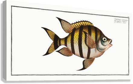 Chaetodon marginatus Canvas Print