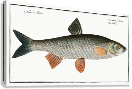 Dobula Cyprinus Dobula Canvas Print